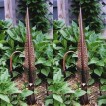 725800-sauromatum-venosum