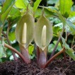 726210-typhonium-alpinum