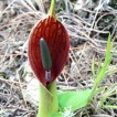726211-typhonium-diversifolium