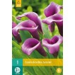 726310-zantedeschia-hybrida-accent-durban
