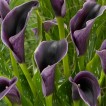 726320-zantedeschia-hybrida-akela