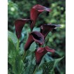 726325-zantedeschia-hybrida-black-star-odessa