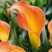 726328-zantedeschia-hybrida-cameo-morning-sun