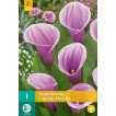 726333-zantedeschia-hybrida-captain-violetta