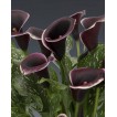 726350-zantedeschia-hybrida-dubai-nights