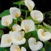 726372-zantedeschia-hybrida-eleganza-crystal-clear