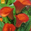 726380-zantedeschia-hybrida-flame-rina