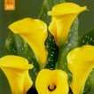726385-zantedeschia-hybrida-gold-label-summer-sun