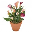 726420-zantedeschia-hybrida-parfait
