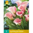726435-zantedeschia-hybrida-pink-diamond-manila