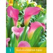726437-zantedeschia-hybrida-pink-puppy-garnet-glow