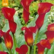 726445-zantedeschia-hybrida-red-alert