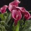 726450-zantedeschia-hybrida-royal-valentine