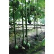 121570-kalebas-extra-long-handled-dipper