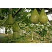 121580-kalebas-mayo-warty-bule