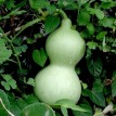 121590-kalebas-microcarpa