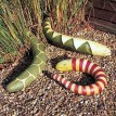 121610-kalebas-snake-longissima