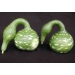121630-kalebas-speckled-swan-crookneck-swan