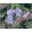 600495-polemonium-yezoense-purple-rain-strain
