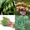 600520-polygonatum-sibiricum