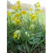 601050-primula-veris