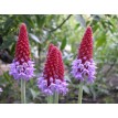 601150-primula-vialii