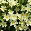 601180-primula-vulgaris