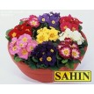 601200-primula-vulgaris-mixed-s1-hybrids
