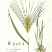 673780-hordeum-distichon-ssp-zeocriton