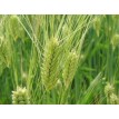 673830-hordeum-vulgare-laser-etoile-detail-prestige-shannon-irina-kosmos-flavour-amidala