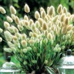 674200-lagurus-ovatus-bunny-tails