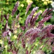 674280-melinis-nerviglumis-karoo-queen