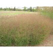 674650-panicum-virgatum