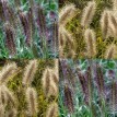 674920-pennisetum-alopecuroides-paul-giant