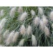 675050-pennisetum-villosum