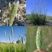 675180-phalaris-aquatica-sirosa