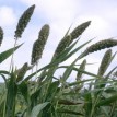 675900-setaria-italica-lowlander