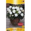 702880-begonia-tuberhybrida-multiflora-maxima-non-stop-wit