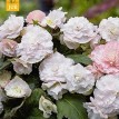 702900-begonia-tuberhybrida-multiflora-maxima-wummi-apfelblute
