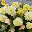 702905-begonia-tuberhybrida-multiflora-maxima-wummi-creme