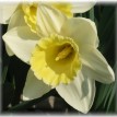 733350-narcissus-ice-follies