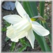 733380-narcissus-mount-hood