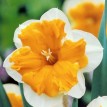 733400-narcissus-orangery