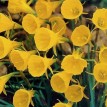 733570-narcissus-bulbocodium-conspicuus-golden-bells
