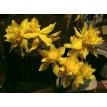 733700-narcissus-odorus-plenus