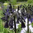 733885-agapanthus-inapertus-black-magic