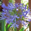 733891-agapanthus-africanus-peter-pan