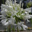 733892-agapanthus-africanus-polar-ice