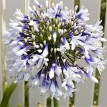 733897-agapanthus-africanus-twister