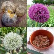 734262-allium-altissimum-paars-wit